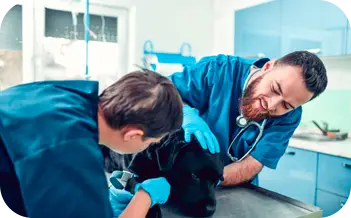 Recuperação e Pós-Sessão