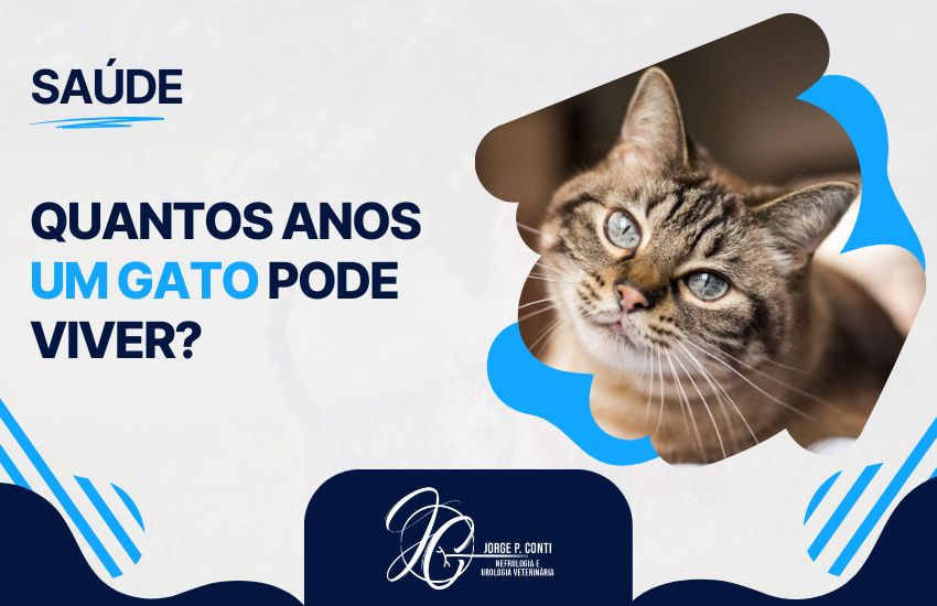 Imagem com a frase “Quantos anos um gato pode viver?” ao lado de gato adulto, destacando a importância da saúde na expectativa de vida felina.