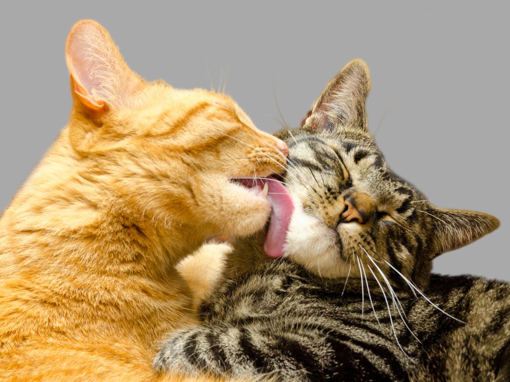 Dois gatos se lambendo com afeto.Convívio afetivo entre gatos influencia bem-estar e impacta quantos anos um gato pode viver.
