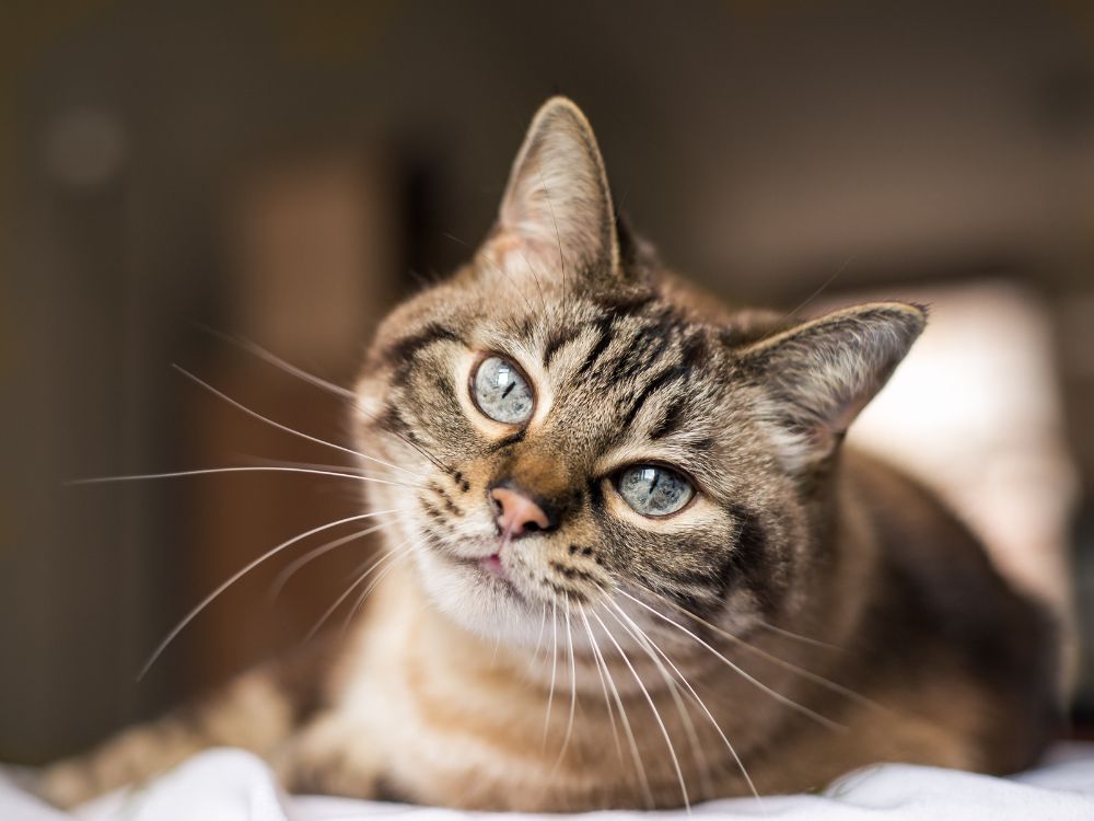Gato adulto deitado com olhar curioso. Gato adulto em ambiente seguro representa fatores que afetam quantos anos um gato pode viver.