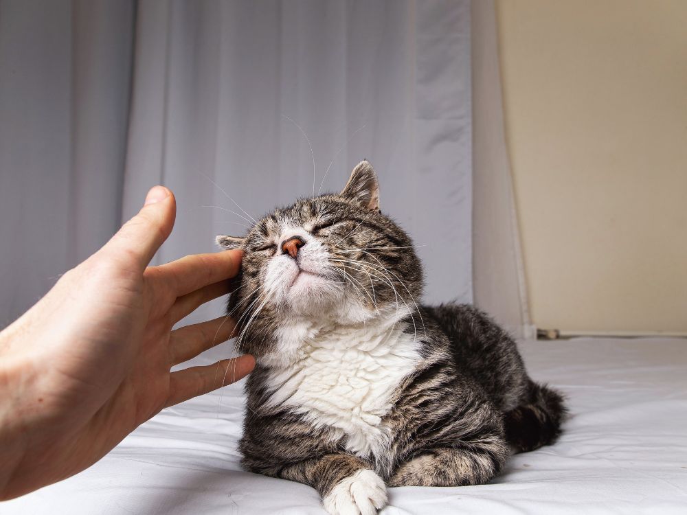 Gato idoso sendo acariciado. Gato idoso recebendo carinho ilustra os cuidados que influenciam quantos anos um gato pode viver.