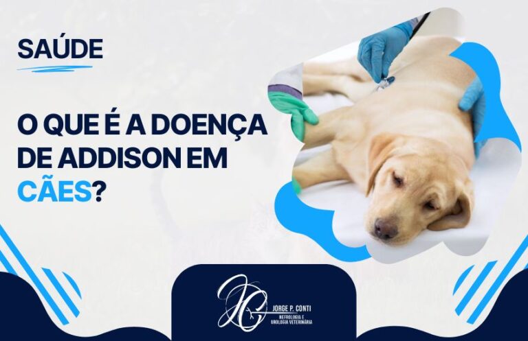 Doença de Addison em cães: o que é?