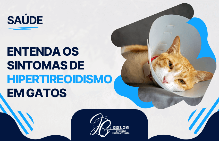Card informativo com a frase “Entenda os sintomas de hipertireoidismo em gatos” e imagem de um gato com colar cirúrgico, representando sinais clínicos da doença.