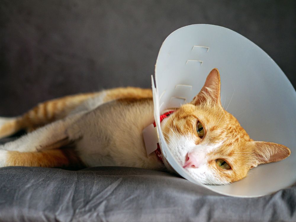 Gato deitado com colar cirúrgico em recuperação, demonstrando apatia, um dos sintomas de hipertireoidismo em gatos que exigem atenção médica.