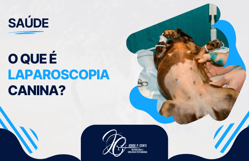 Imagem explicativa com cachorro em procedimento veterinário e texto destacando o tema o que é laparoscopia canina, técnica cirúrgica minimamente invasiva.