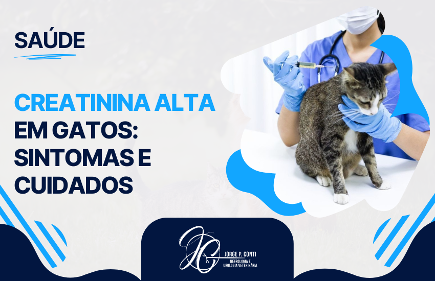 Veterinária aplicando exame em um gato durante avaliação de saúde, ilustrando sintomas e cuidados relacionados à creatinina alta em gatos.