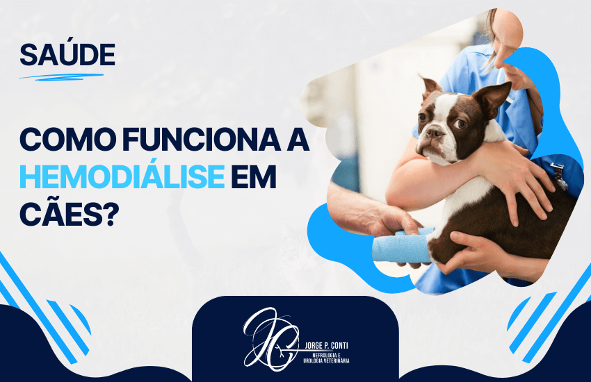 Arte informativa sobre saúde veterinária explicando como funciona a hemodiálise em cães, com imagem de cão sendo atendido por profissionais.
