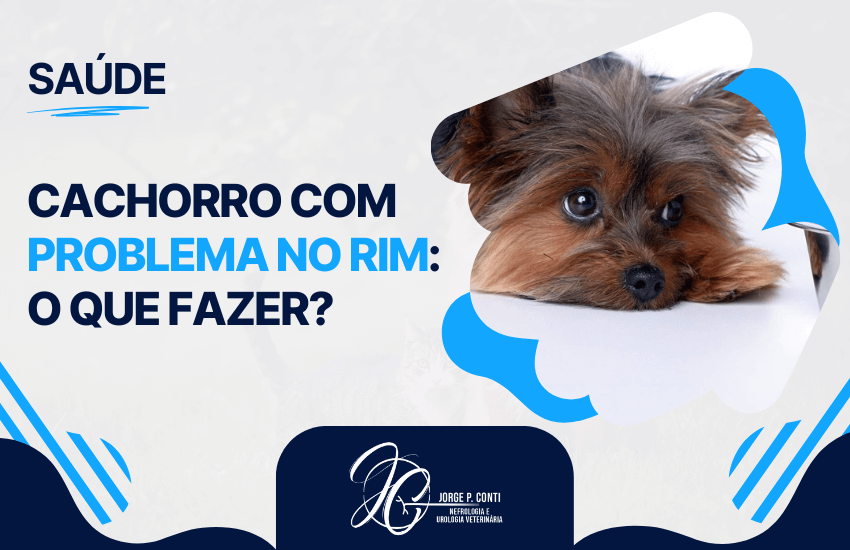 Cachorro com problema no rim o que fazer: imagem informativa sobre saúde veterinária com cão apresentando sinais de alerta para doença renal.