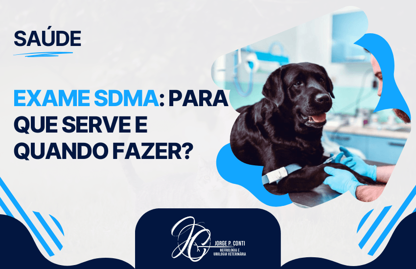 Cachorro sendo atendido em clínica veterinária durante consulta, ilustrando exame SDMA para que serve e quando fazer.