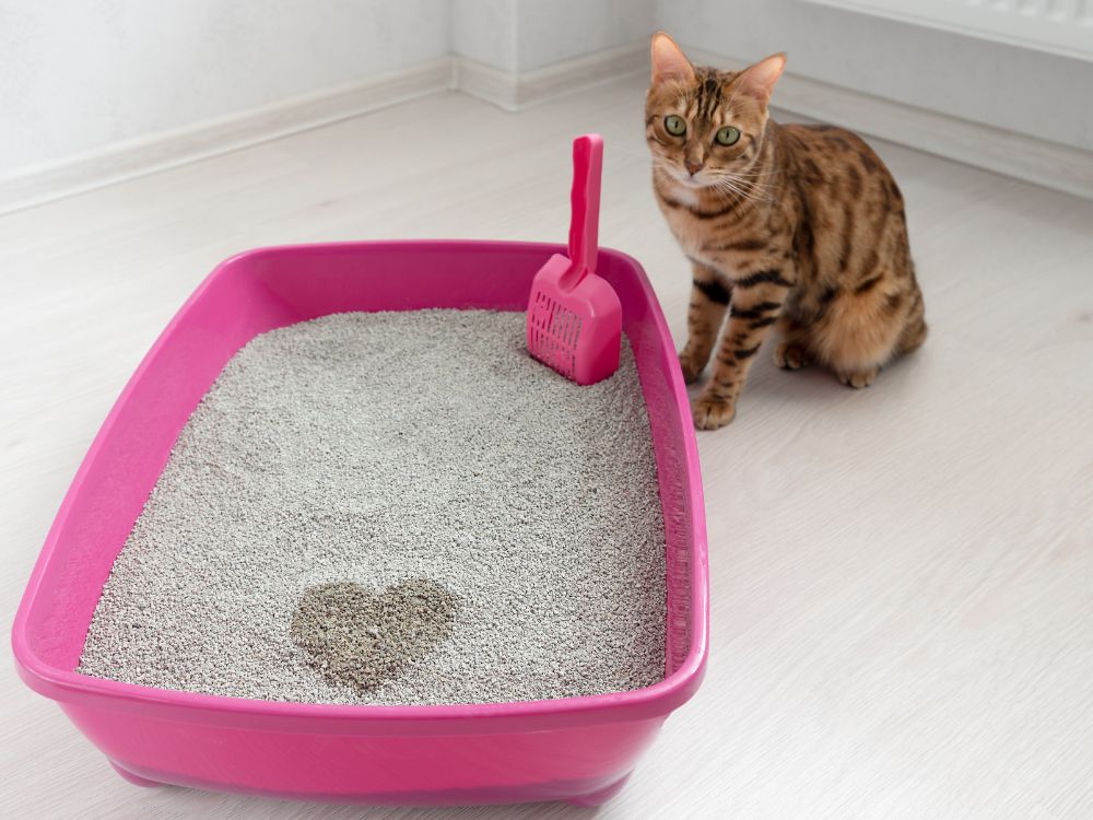 Um gato observa sua caixa de areia rosa, que apresenta uma mancha úmida no centro em formato de coração. A imagem ilustra o ambiente doméstico para discutir se a urina de gato transmite doença aos humanos.