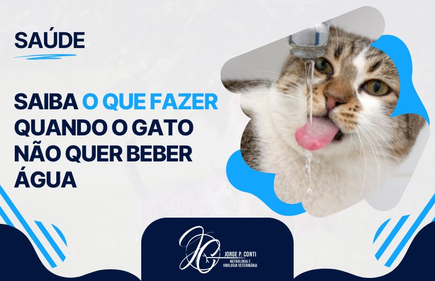 Gato bebendo água na torneira ilustrando o que fazer quando o gato não quer beber água e como incentivar a hidratação diária.