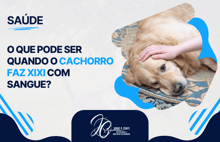 Imagem de destaque sobre cachorro deitado recebendo carinho, ilustrando o artigo sobre possíveis causas de sangue na urina em cães.