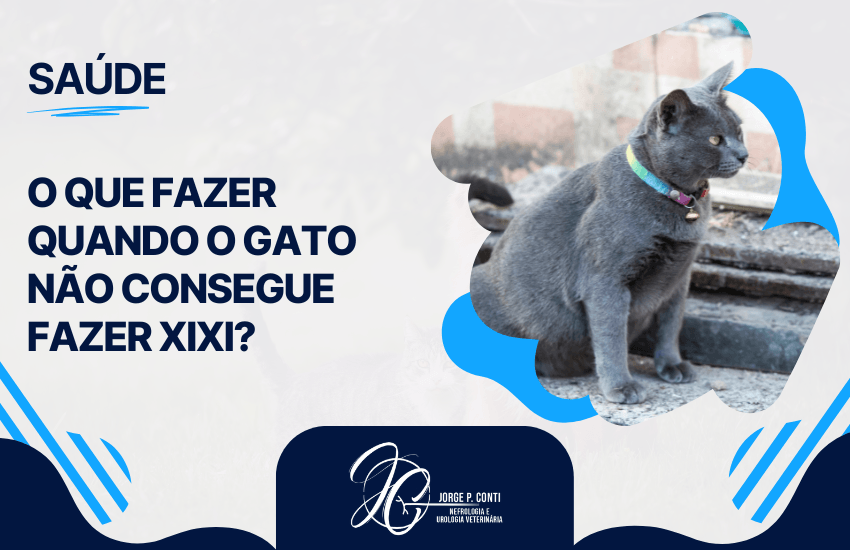 Capa de conteúdo veterinário mostra um gato cinza e destaca orientações sobre o que fazer quando ele não consegue fazer xixi.